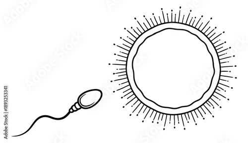 Hand drawn illustration of a sperm cell and an egg cell depicting the fertilization process for biology education