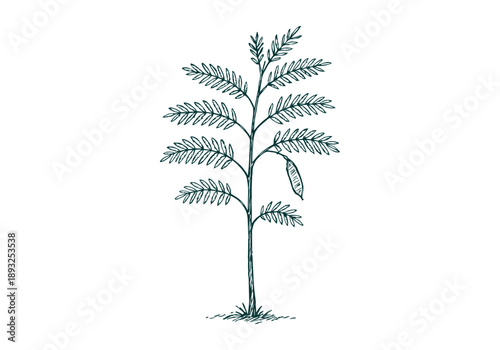 White Leadtree Hand Drawn Illustration Vector by AZ for Books, Arts, Design and Decoration Graphic Asset