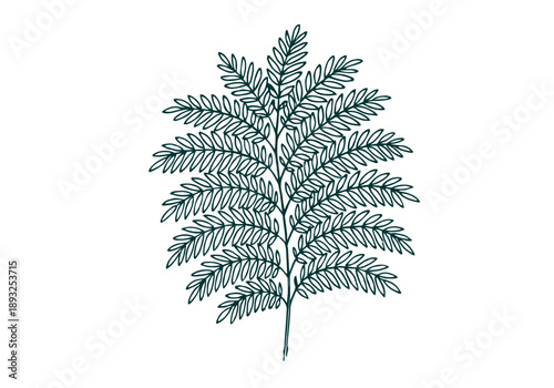 White Leadtree Hand Drawn Illustration Vector by AZ for Books, Arts, Design and Decoration Graphic Asset