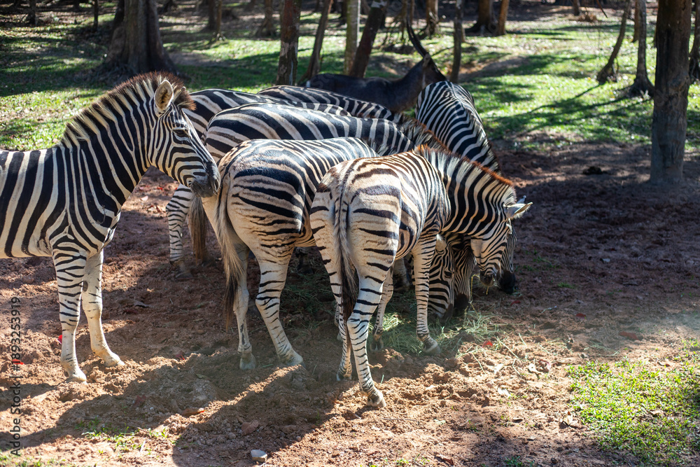 Naklejka premium A herd of zebras grazes together on the ground in a sunny park with trees in the background