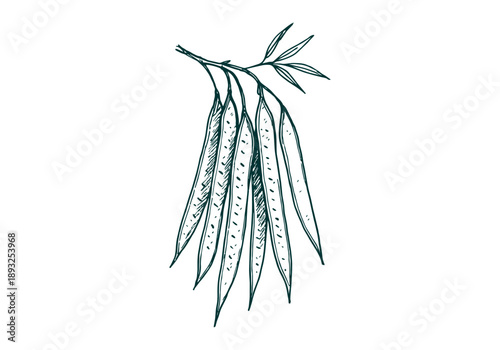 White Leadtree Hand Drawn Illustration Vector by AZ for Books, Arts, Design and Decoration Graphic Asset