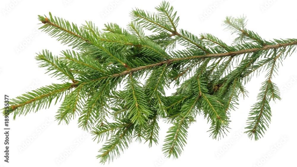 Obraz premium Green fir tree branch on transparent background