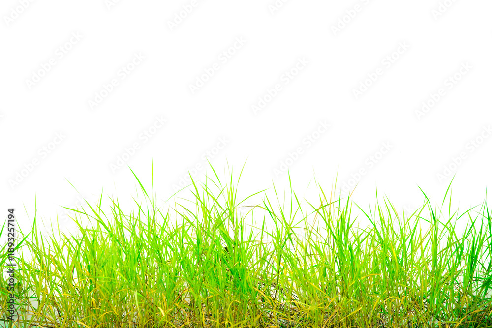 Fototapeta premium Fresh Green Grass with Bright Highlights on a Clean White Background