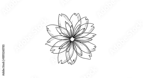 Delicate Hand Drawn Outline of a Blooming Cosmos Flower.