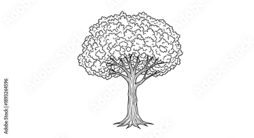 Detailed Black and White Sketch of a Mature Oak Tree 1.