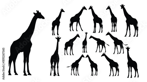 Silhouettes of giraffes in various poses Vector