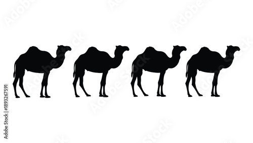 Four camels walking in a line Vector