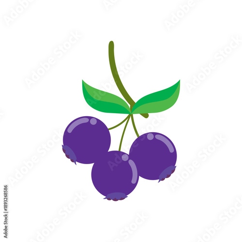 Vector illustration of blueberries on stem