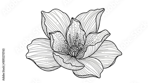 Detailed black and white line art illustration of a blooming flower with intricate petal textures.