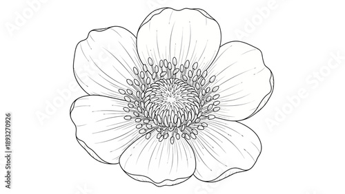 A detailed black and white line drawing of a single flower with multiple petals and a prominent stamen-filled center.