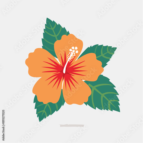 Orange Hibiscus Flower with Green Leaves Vector Illustration