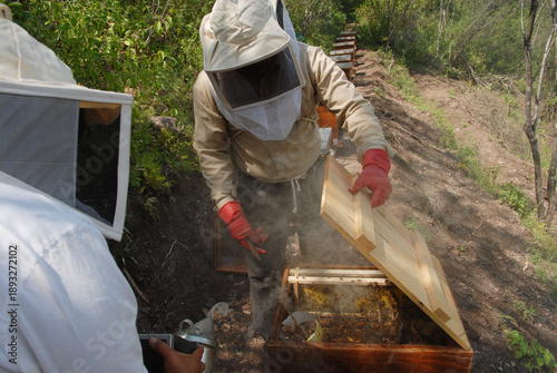 Close up of a beekeeper opening a wooden honeycomb