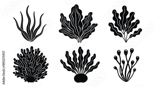 Illustrations of various seaweed varieties Vector