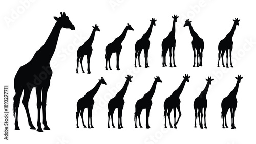 Silhouettes of giraffes in various sizes Vector