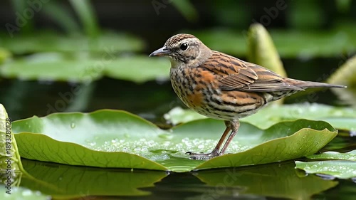 Detailed Close Up Of A Small Brown Bird With Streaked Feathers Standing On A Wet Lily Pad In A Pond With Soft Green