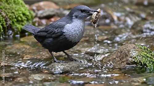 Dipper Bird Foraging for Food in a Mossy Rocky Stream with Clear Water Flowing Over Stones