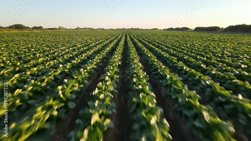 Rows Of Green Crops Under The Golden Sunlight In A Wide Field With Blue Sky Above