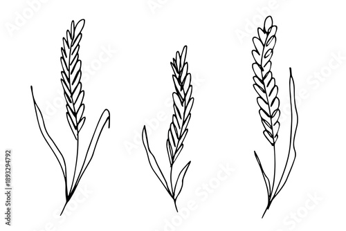 Set of hand drawn cereal wheat oat rye barley rice ears spikelet clipart Organic wheat bread agriculture farming harvest healthy food Single element for design print packaging label decor