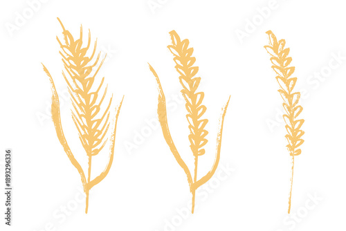 Set of hand drawn cereal wheat oat rye barley rice ears spikelet clipart Organic wheat bread agriculture farming harvest healthy food Single element for design print packaging label decor