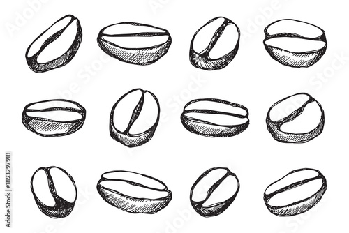 Set of hand drawn fresh roasted coffee bean Arabica robusta seed doodle Single element for design print packaging label decor
