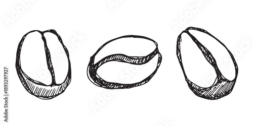 Set of hand drawn fresh roasted coffee bean Arabica robusta seed doodle Single element for design print packaging label decor