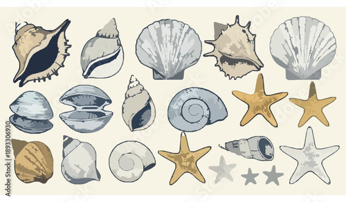 Vintage seashell and starfish engraving vector set