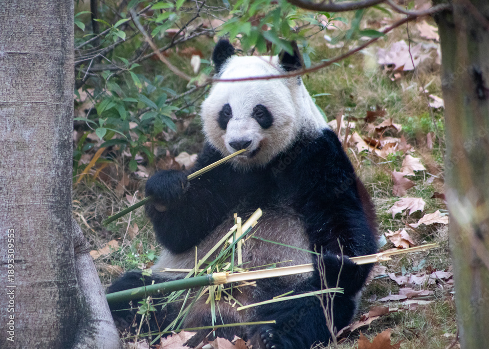 Obraz premium Close-up of a giant panda eating bamboo at Chengdu Research Base of Giant Panda Breeding in Chengdu, China