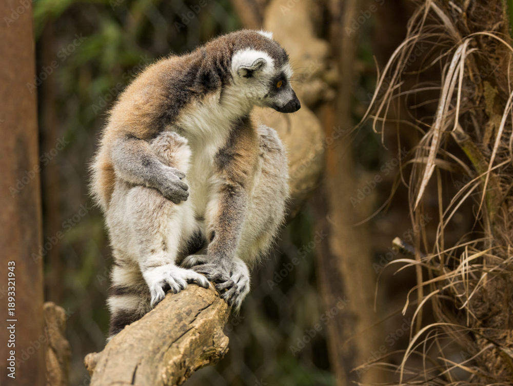 Fototapeta premium Maki Catta