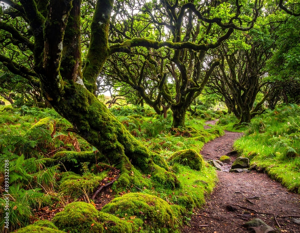 Obraz premium Woodland path winds through lush, moss-covered trees with vibrant green foliage