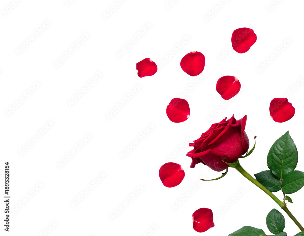 Fototapeta premium Beautiful red roses and their petals fallen against a white background