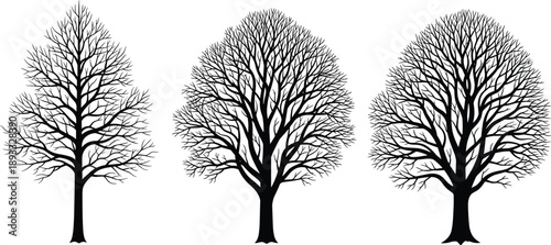 Collection of black silhouettes representing different types of detailed deciduous trees without leaves for nature, landscape, autumn, and winter season design projects, vector.