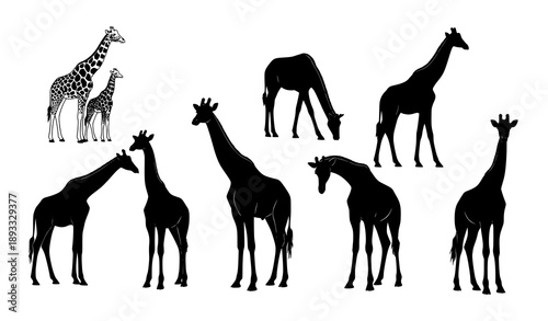 Decorative giraffe silhouette vector set for creative design usegiraffe, giraffes, silhouette, animal, wildlife, safari, africa, mammal, nature, wild, standing, walking, black, white, flat, icon, symb