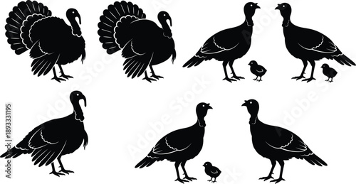 Black Silhouettes of Turkey Families in Varied Poses Depicting Adult and Chick Behavior for Wildlife Illustration
