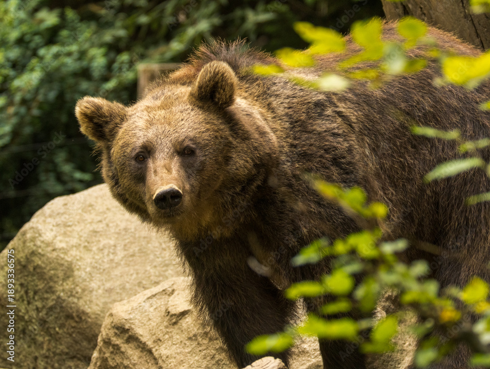 Fototapeta premium Ours brun