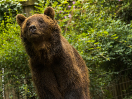 Wallpaper Mural Ours brun Torontodigital.ca