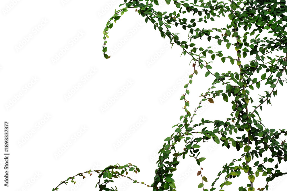 Fototapeta premium leaf vine Isolate on white background