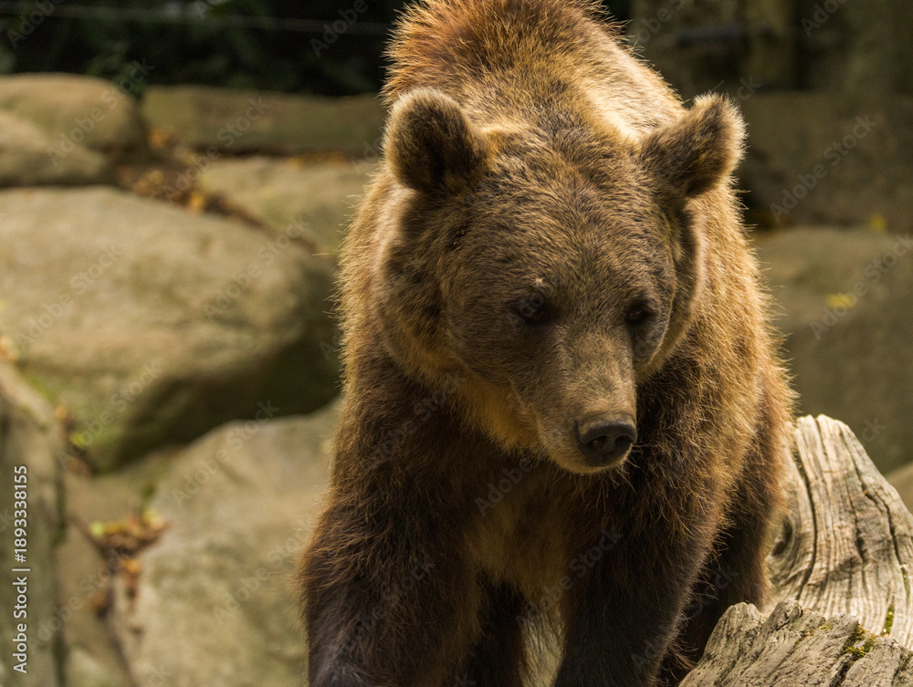 Fototapeta premium Ours brun