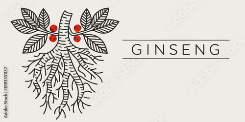 An artistic illustration of a ginseng plant with roots and red berries