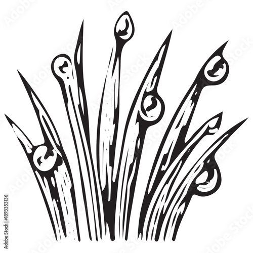 Grass Blades With Dew Drops – Botanical Hand Drawn Nature Illustration