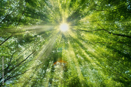 緑の森　太陽光