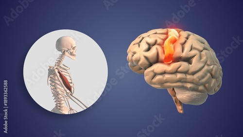 Human Brain Muscle Movement Control