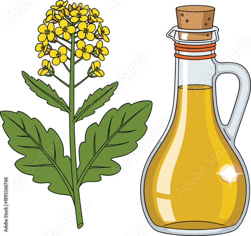 Mustard oil bottle illustration, yellow mustard flower plant, natural cooking oil concept, healthy organic food design isolated on white background