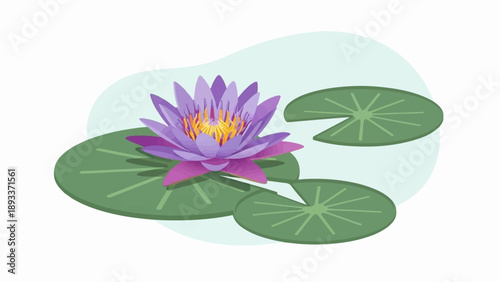 A vibrant purple lotus flower blooms on green lily pads in calm water