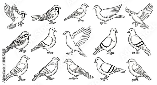 Elegant line art showcasing a diverse collection of avian species in various poses on white