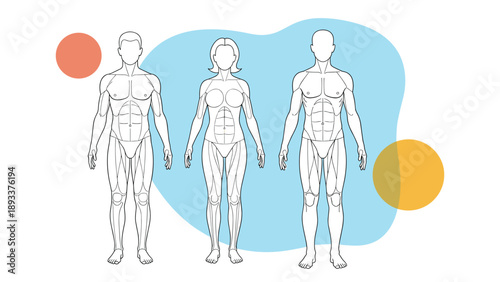 Anatomical outline drawings show three human figures including male and female forms with internal muscle and organ structures highlighted.