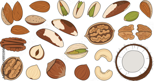 Nut and seed collection with almonds, pistachios, walnuts, cashews and coconut food vector illustration