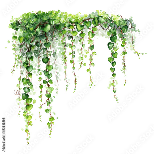Watercolor illustration of cascading greenery.  Hanging vines with small,  bright green leaves and delicate stems.  Soft white highlights suggest a light source