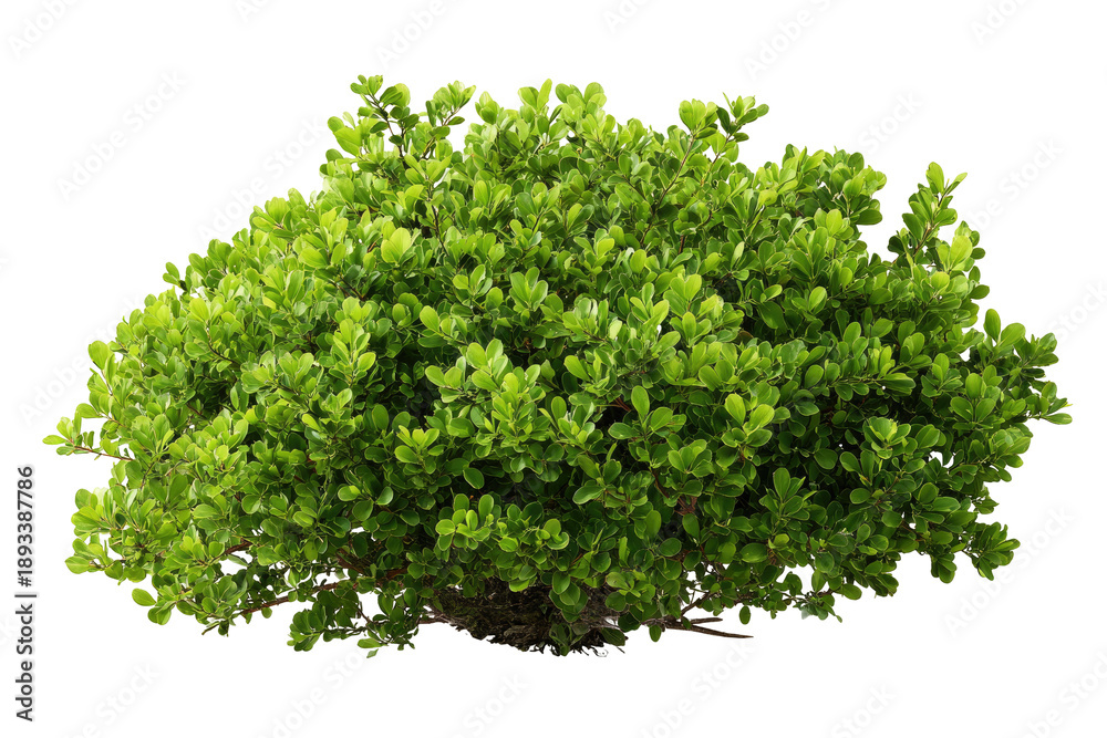 Obraz premium Dense, vibrant green shrub