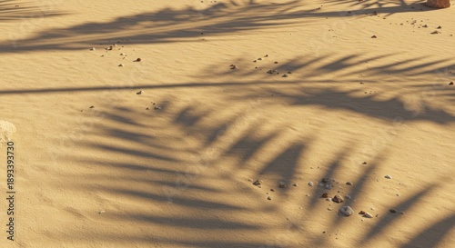 Golden Sunlight and Palm Tree Shadow on Sandy Beach