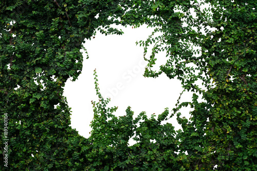green ivy plants on white background